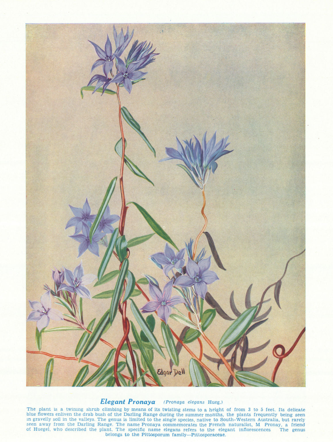 Elegant Pronaya (Pronaya elegans). West Australian Wild Flowers 1950 old print